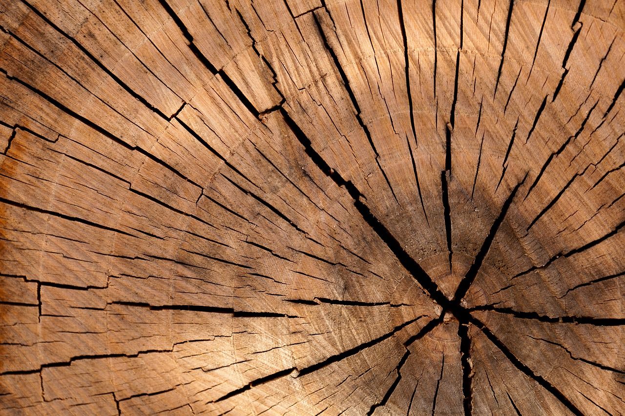 Drewno konstrukcyjne - nie tylko dla profesjonalistów